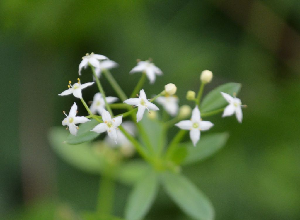 Da determinare: Galium sp